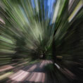 prospettiva nel bosco